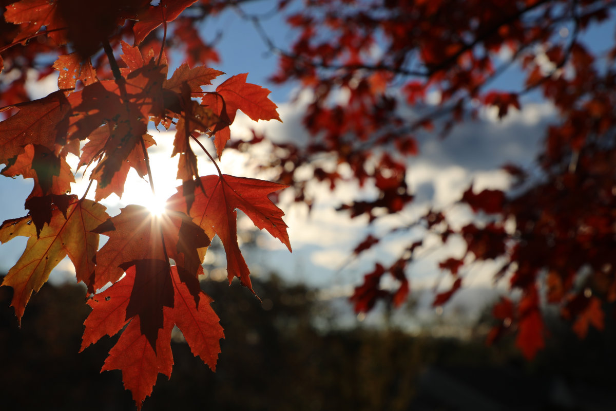 Vermont fall foliage